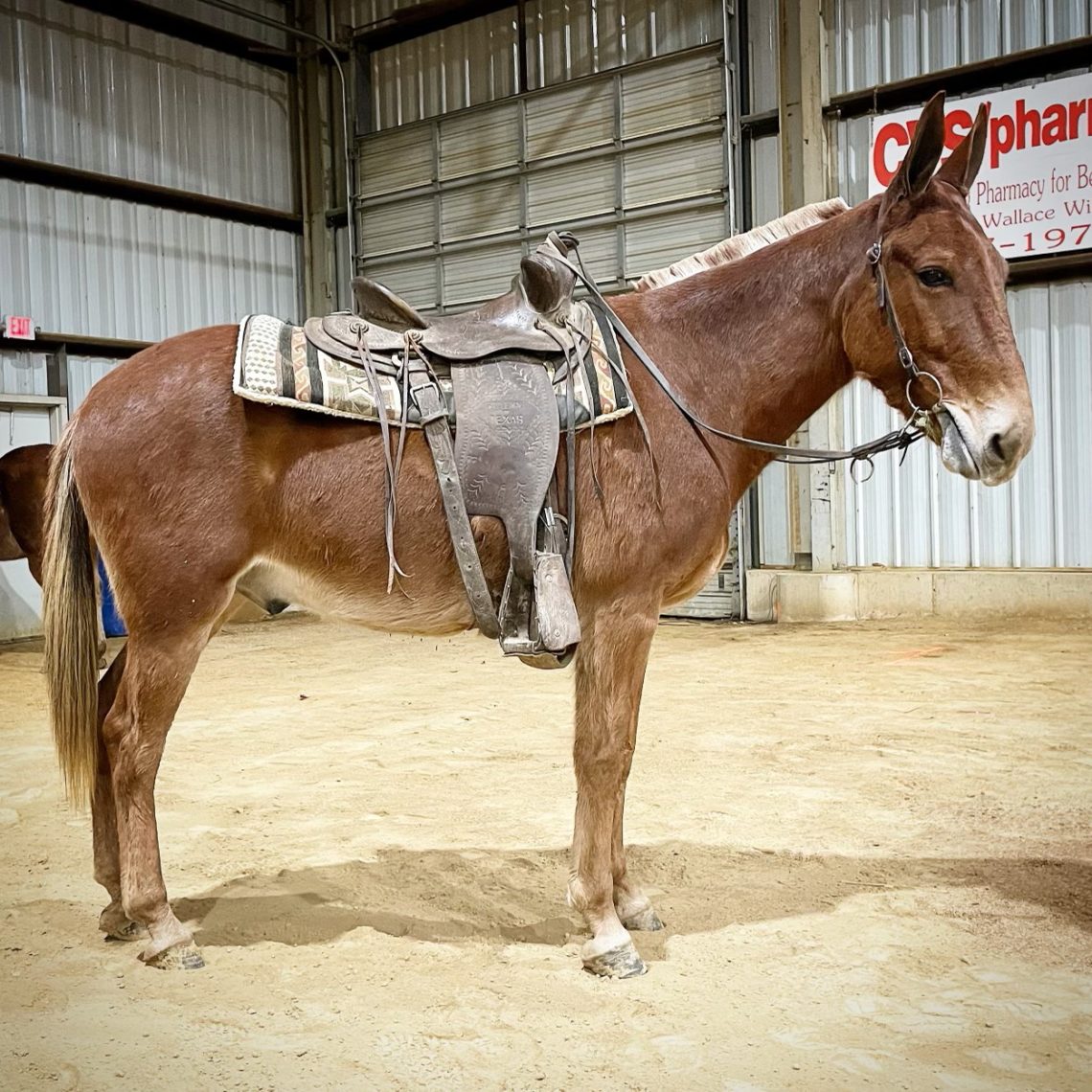 Mules Newest Entries Salmon Select Sale