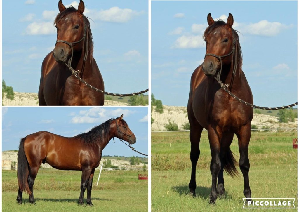 Horses Newest Entries Salmon Select Sale