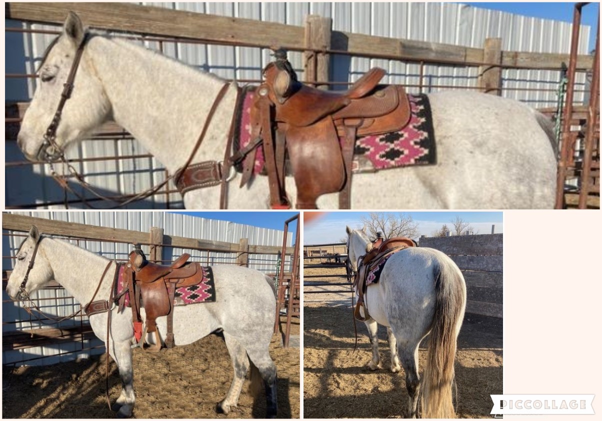 Horses Newest Entries Salmon Select Sale