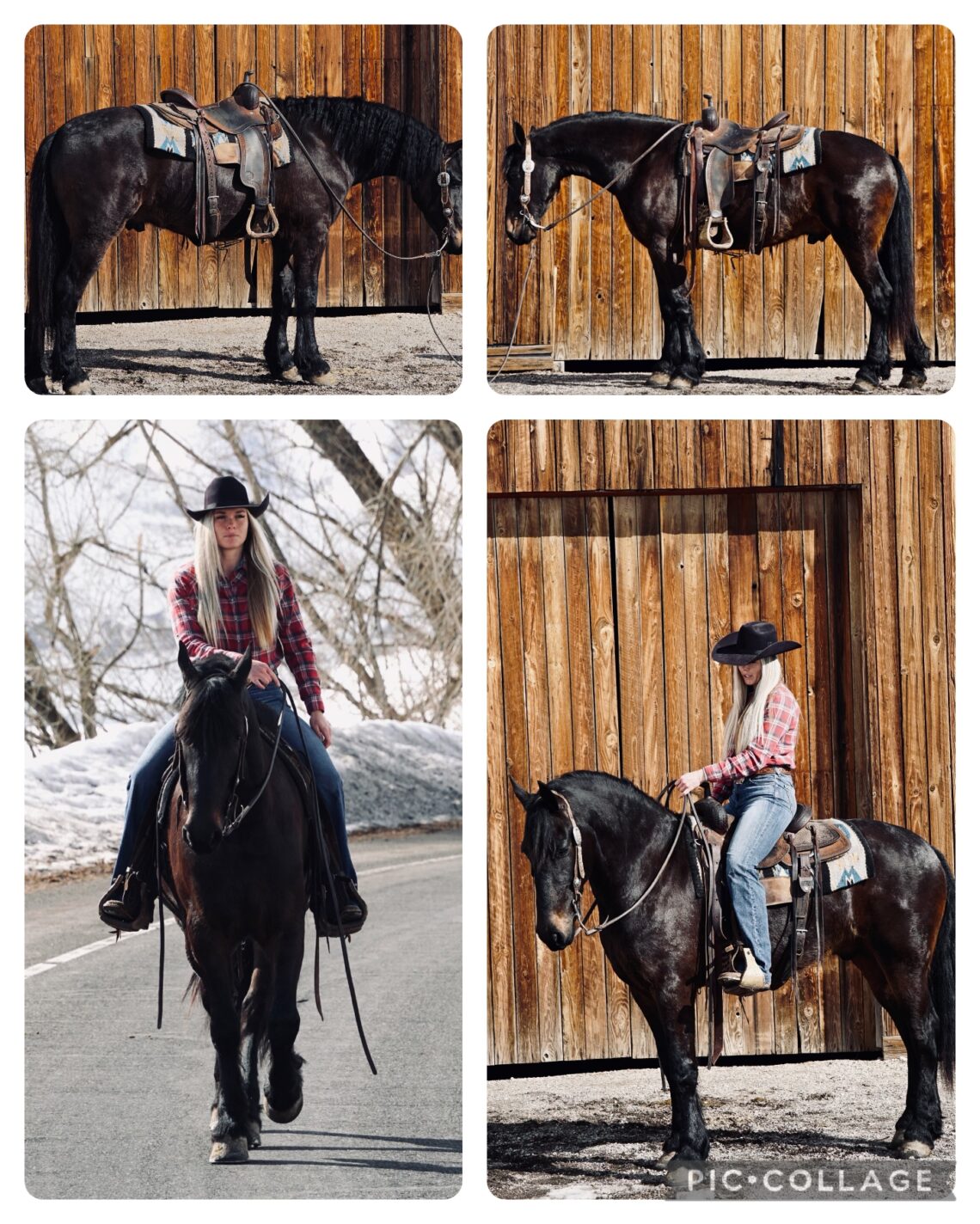 Horses Newest Entries Salmon Select Sale