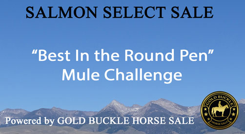 Best in Round Pen Mule Challenge