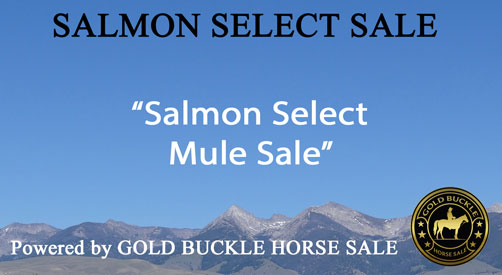 Salmon Select Mule Sale